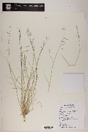 Bouteloua aristidoides image