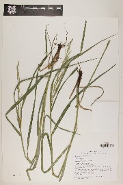 Bromus carinatus image