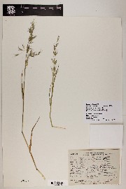 Bromus berteroanus image