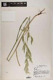 Bromus arizonicus image