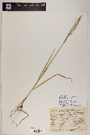 Bromus catharticus image