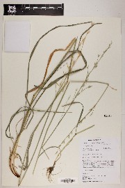 Bromus carinatus image