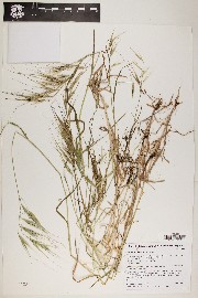 Bromus diandrus image