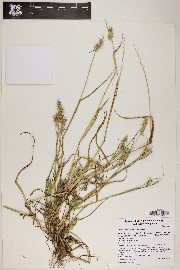 Cenchrus spinifex image