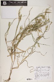 Cenchrus spinifex image