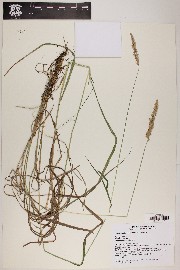 Calamagrostis canadensis image