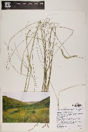 Elionurus barbiculmis image