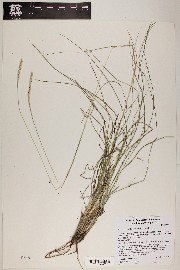 Elionurus barbiculmis image
