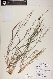 Echinochloa colona image