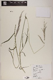 Digitaria californica image