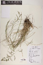 Eragrostis curvula image