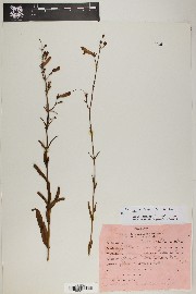 Penstemon rostriflorus image