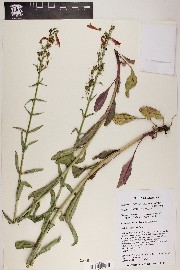 Penstemon barbatus image