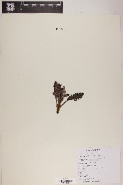 Pedicularis centranthera image