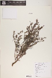 Cordylanthus parviflorus image