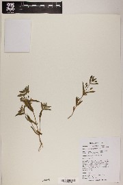 Mimetanthe pilosa image