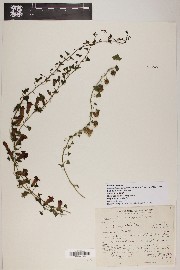 Maurandya antirrhiniflora image
