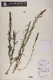 Castilleja minor subsp. minor image