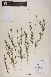 Sanguisorba annua image