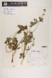 Potentilla thurberi image