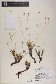 Phemeranthus parviflorus image