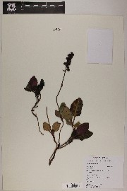 Pyrola picta image