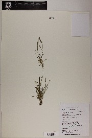 Myosurus cupulatus image