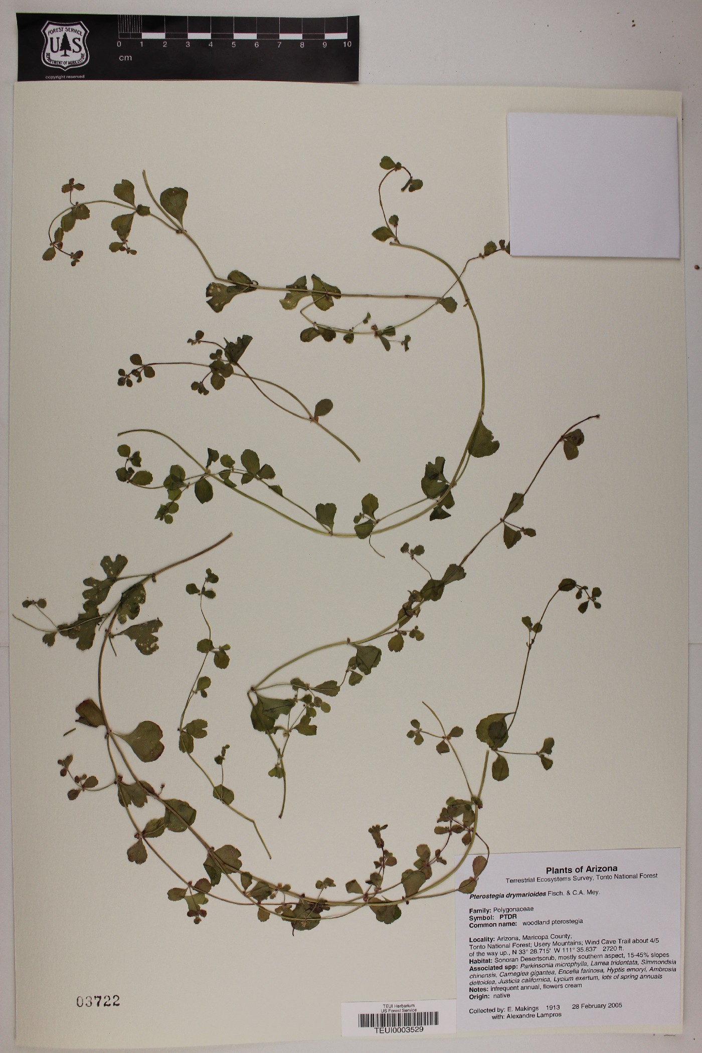 Pterostegia drymarioides image