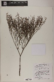 Eriogonum deflexum image