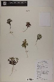 Phlox gracilis subsp. gracilis image