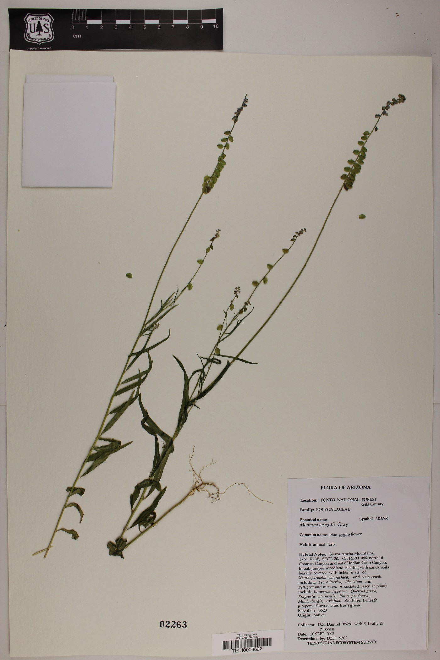 Psora icterica image