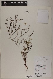 Chorizanthe brevicornu image