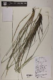 Muhlenbergia longiligula image