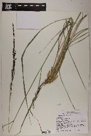 Muhlenbergia longiligula image