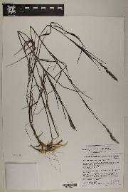 Muhlenbergia racemosa image