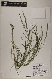 Muhlenbergia mexicana image