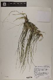 Muhlenbergia appressa image