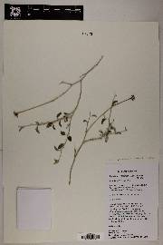 Encelia frutescens var. frutescens image