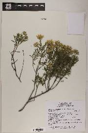 Ericameria linearifolia image