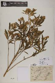 Baccharis salicifolia image