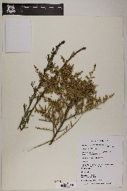 Baccharis pteronioides image