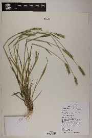 Hordeum pusillum image