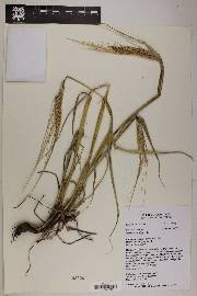 Hordeum vulgare image