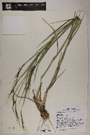 Heteropogon contortus image