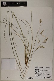 Festuca thurberi image