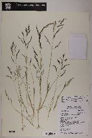 Eragrostis pectinacea var. pectinacea image