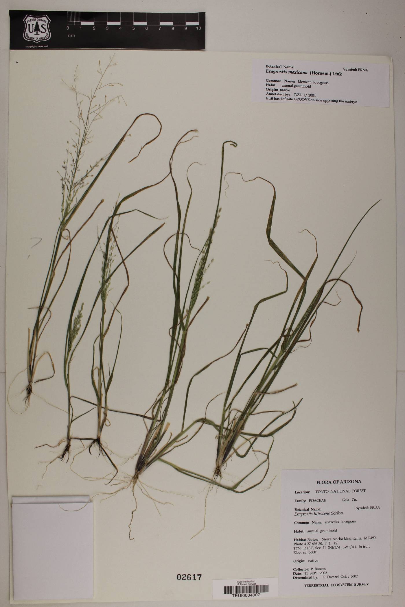 Eragrostis lutescens image