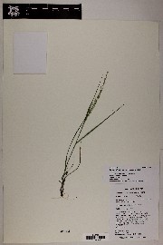 Eragrostis lutescens image