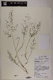 Eragrostis mexicana image