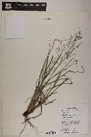 Eragrostis intermedia image